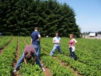 picking