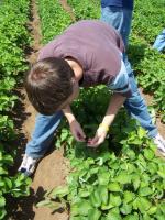 kyle picking