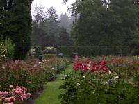 rose garden