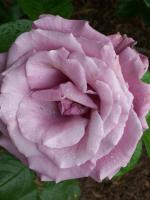 pink rose
