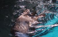 otter