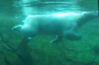 Polar bear