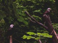 bald eagle