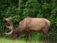 Elk