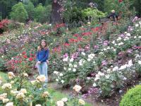 roses everywhere