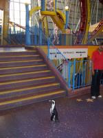 Penguin!!!