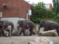crazy elephants